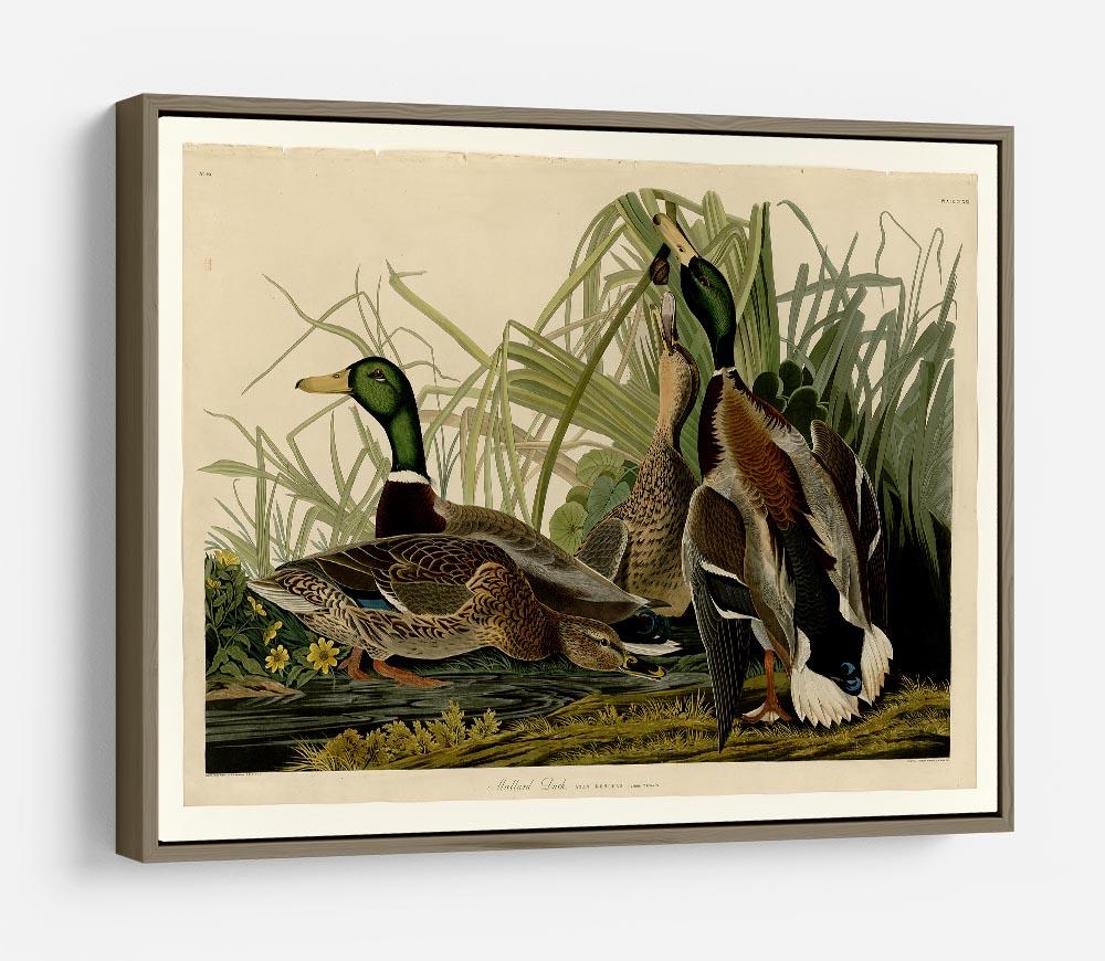 Mallard Duck by Audubon HD Metal Print - Canvas Art Rocks - 10