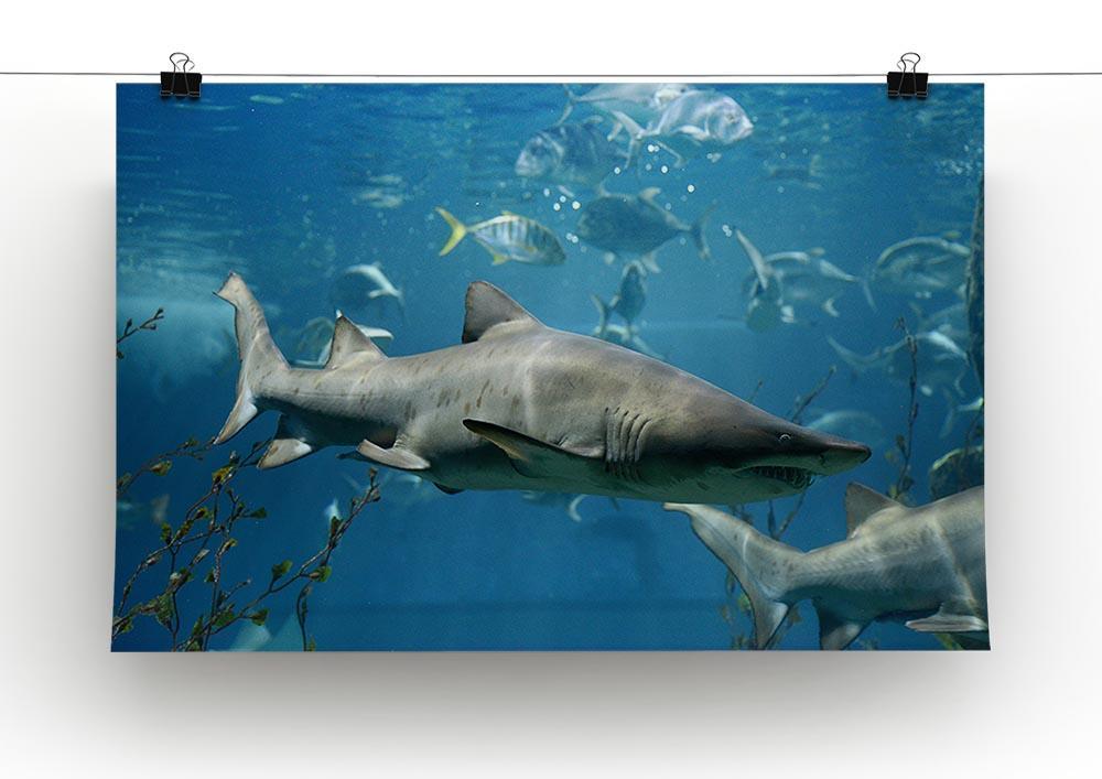 Marine fish underwater Canvas Print or Poster - Canvas Art Rocks - 2