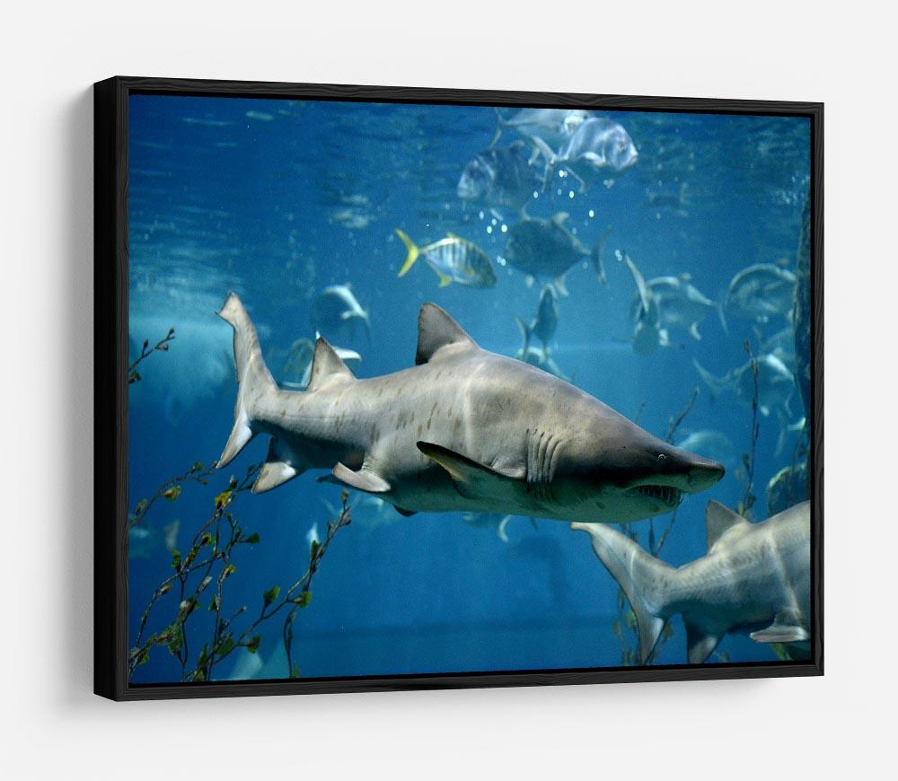 Marine fish underwater HD Metal Print