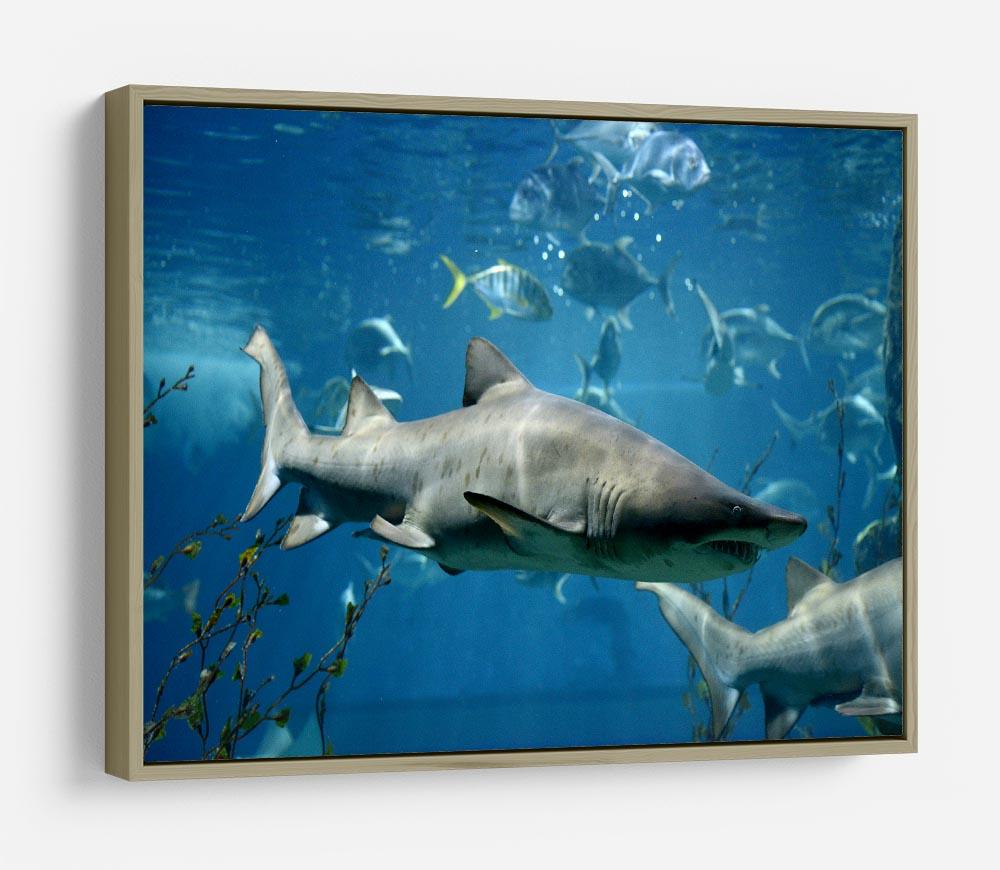 Marine fish underwater HD Metal Print