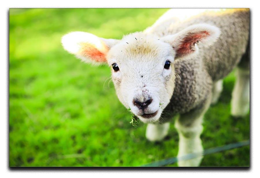 Mary had a little lamb Canvas Print or Poster - Canvas Art Rocks - 1