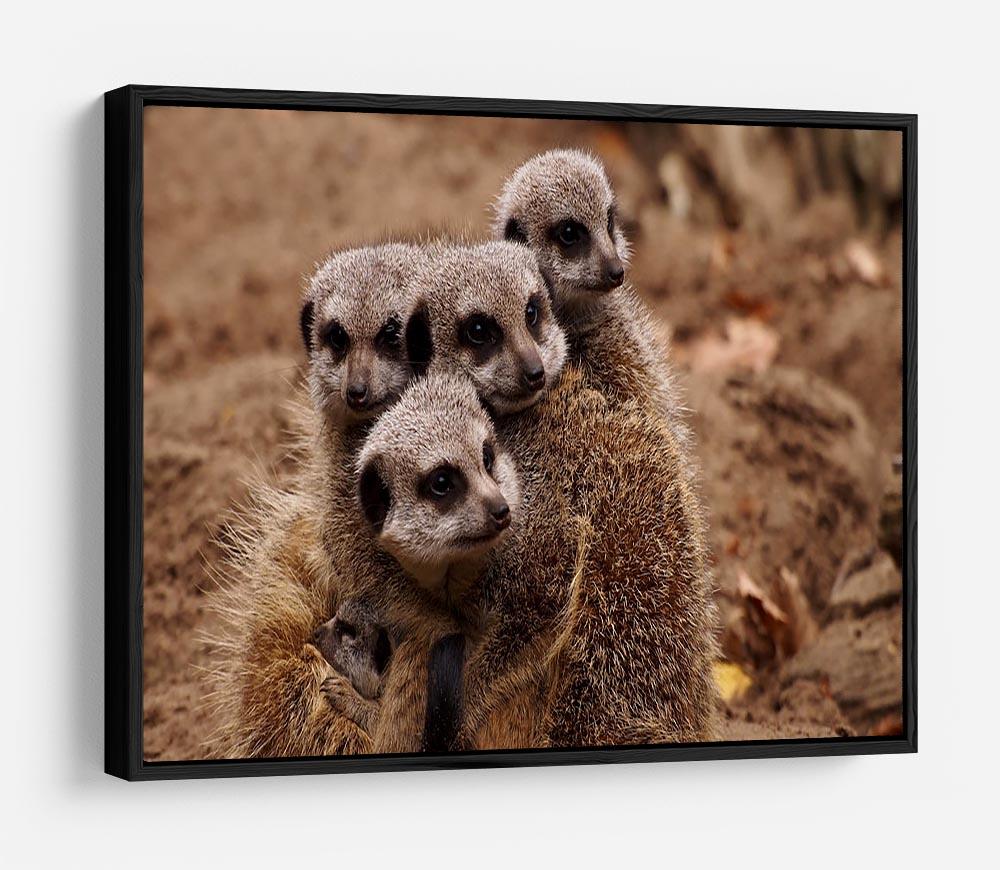 Meerkat family HD Metal Print - Canvas Art Rocks - 6