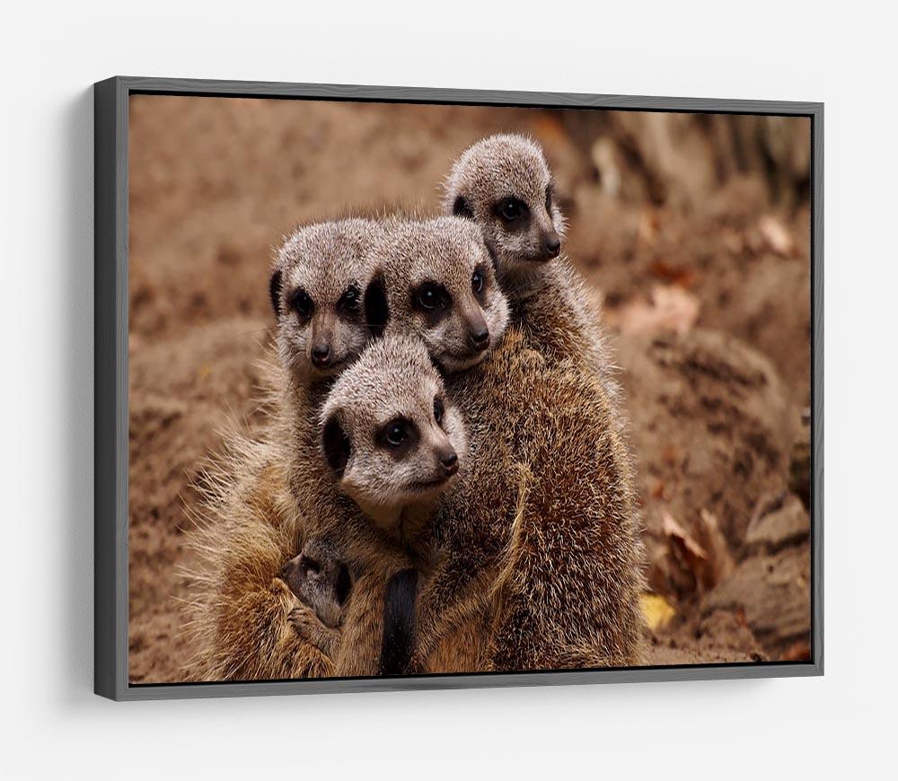 Meerkat family HD Metal Print - Canvas Art Rocks - 9