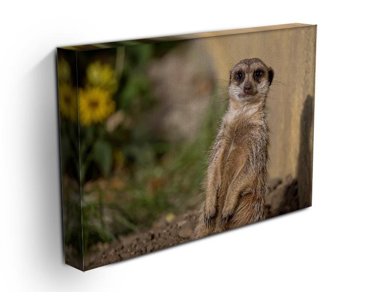 Meerkat in the wild portrait Canvas Print or Poster - Canvas Art Rocks - 3