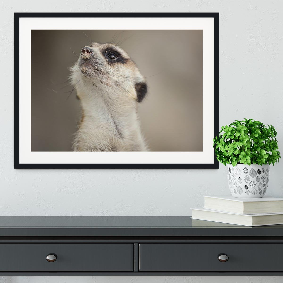 Meerkat looking up Framed Print - Canvas Art Rocks - 1