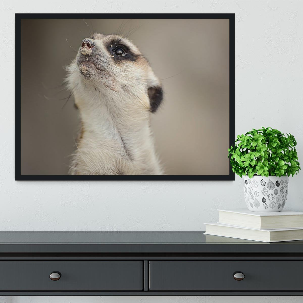 Meerkat looking up Framed Print - Canvas Art Rocks - 2