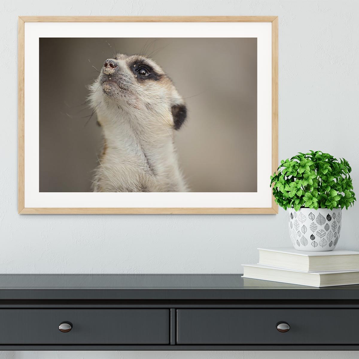 Meerkat looking up Framed Print - Canvas Art Rocks - 3