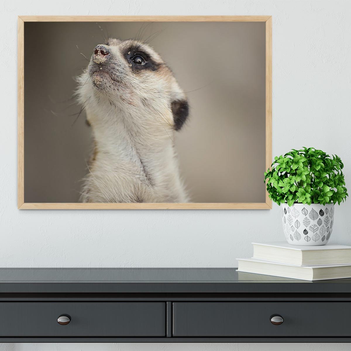 Meerkat looking up Framed Print - Canvas Art Rocks - 4