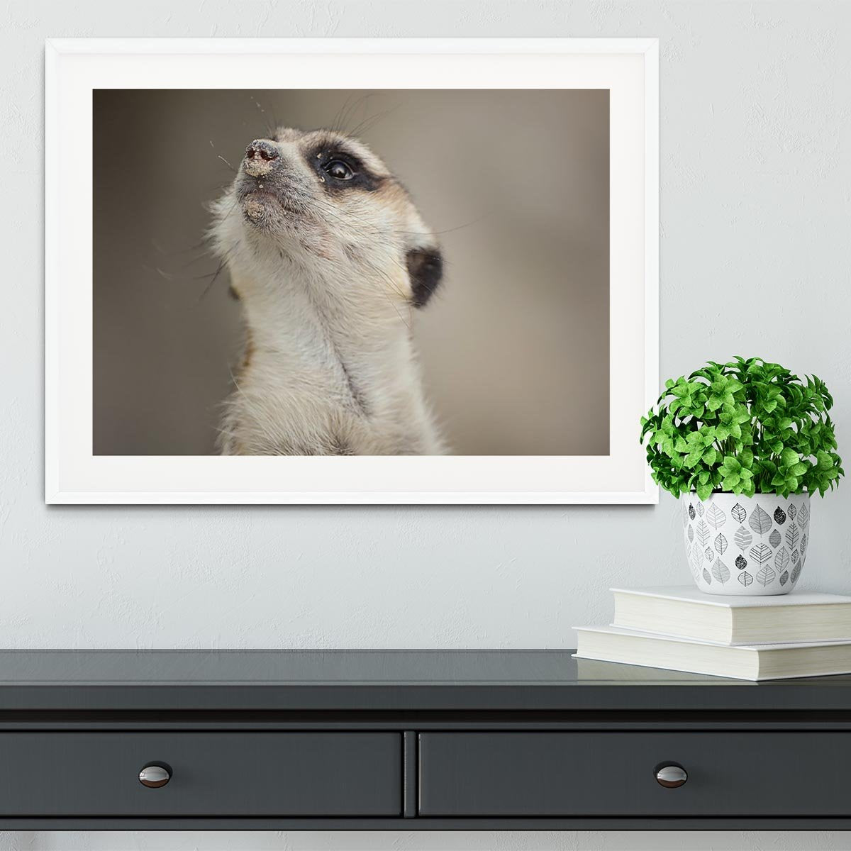 Meerkat looking up Framed Print - Canvas Art Rocks - 5
