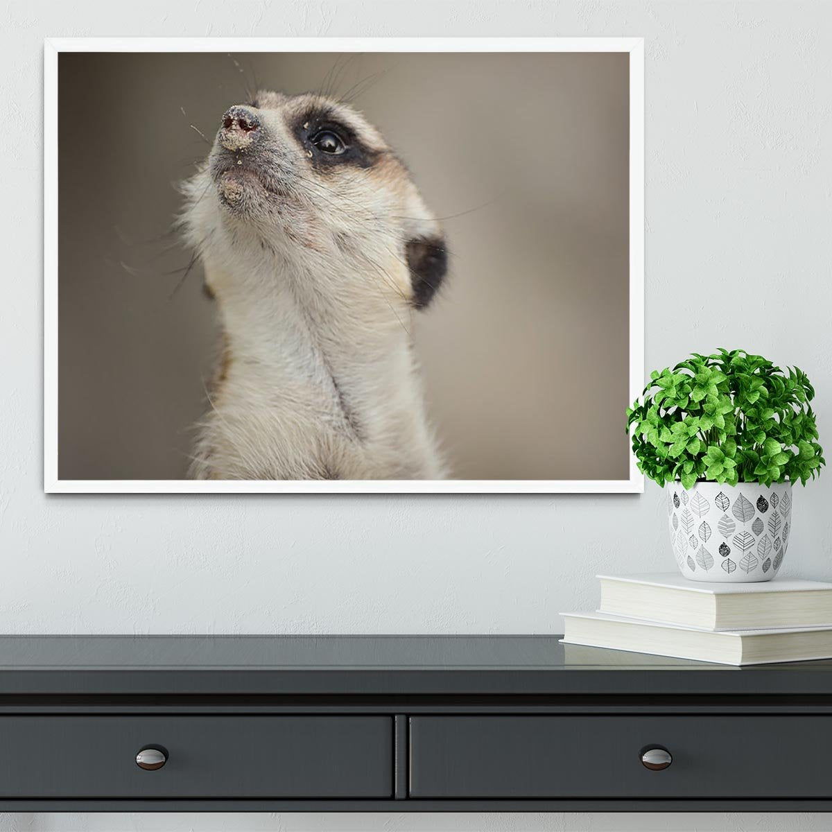 Meerkat looking up Framed Print - Canvas Art Rocks -6