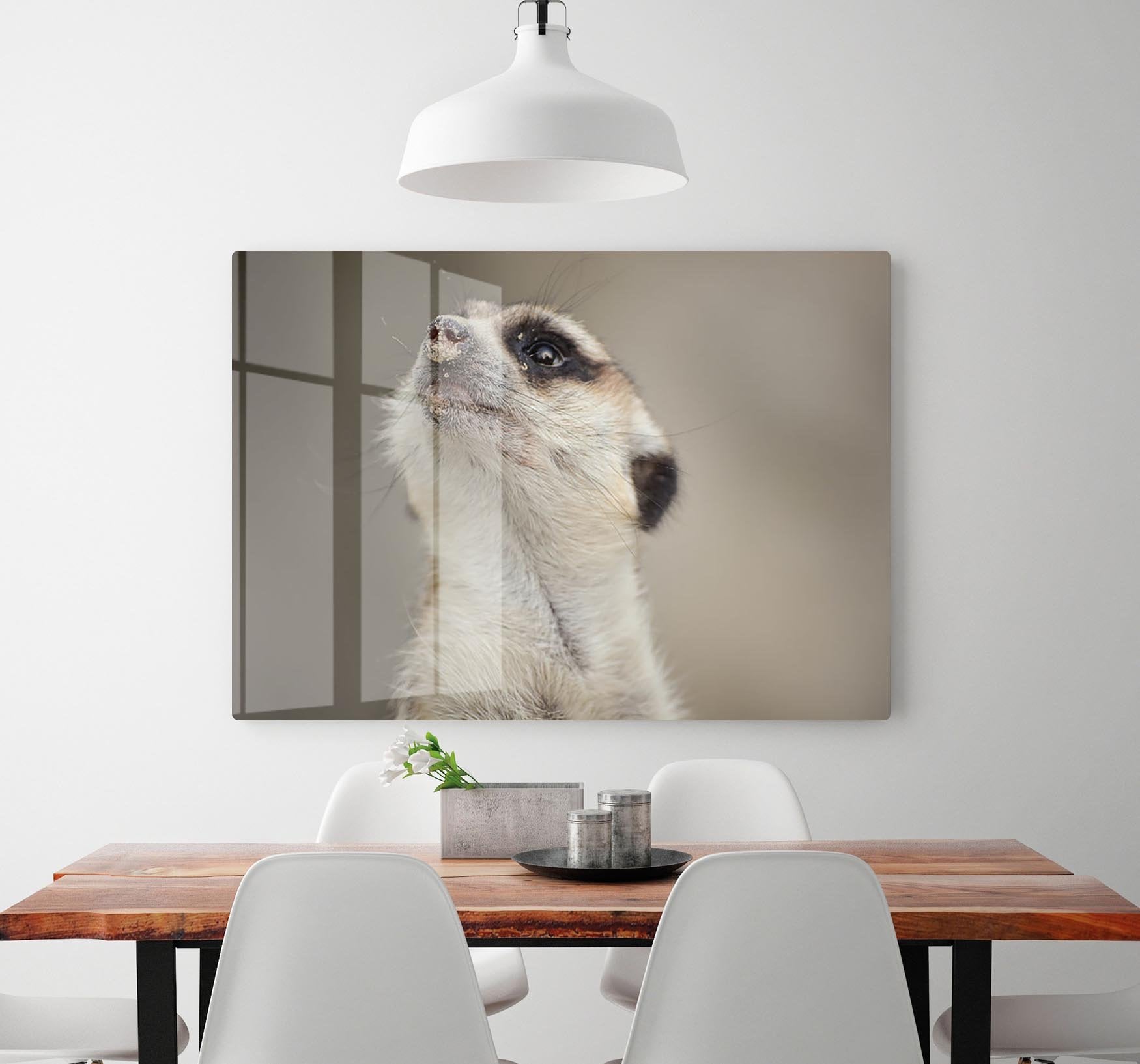 Meerkat looking up HD Metal Print - Canvas Art Rocks - 2