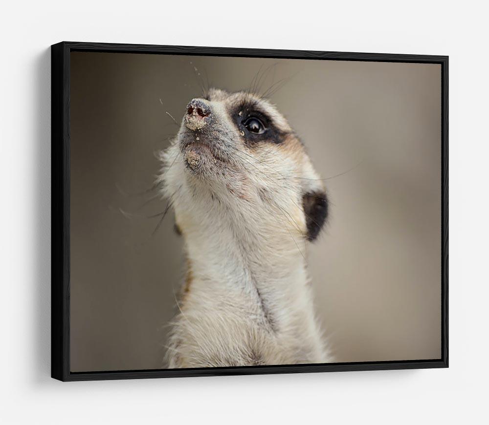 Meerkat looking up HD Metal Print - Canvas Art Rocks - 6