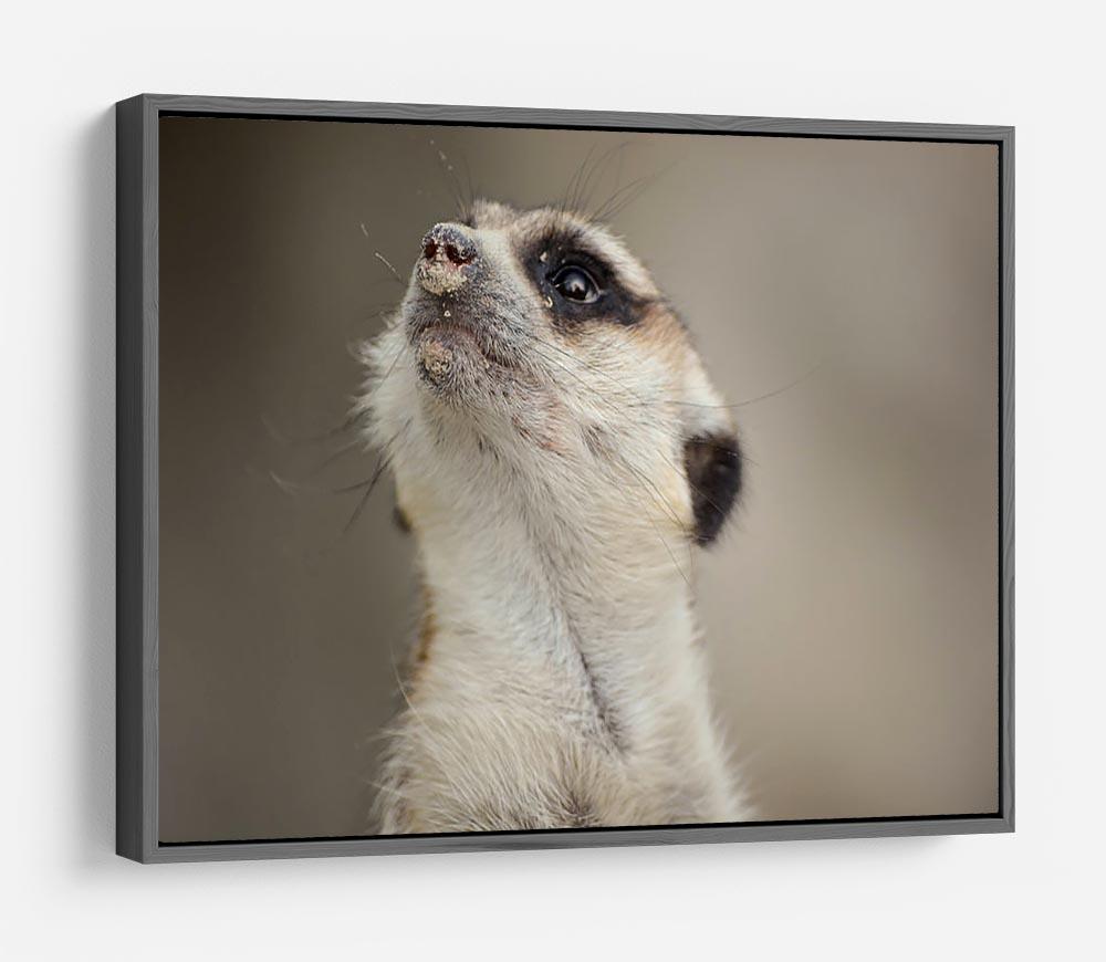 Meerkat looking up HD Metal Print - Canvas Art Rocks - 9