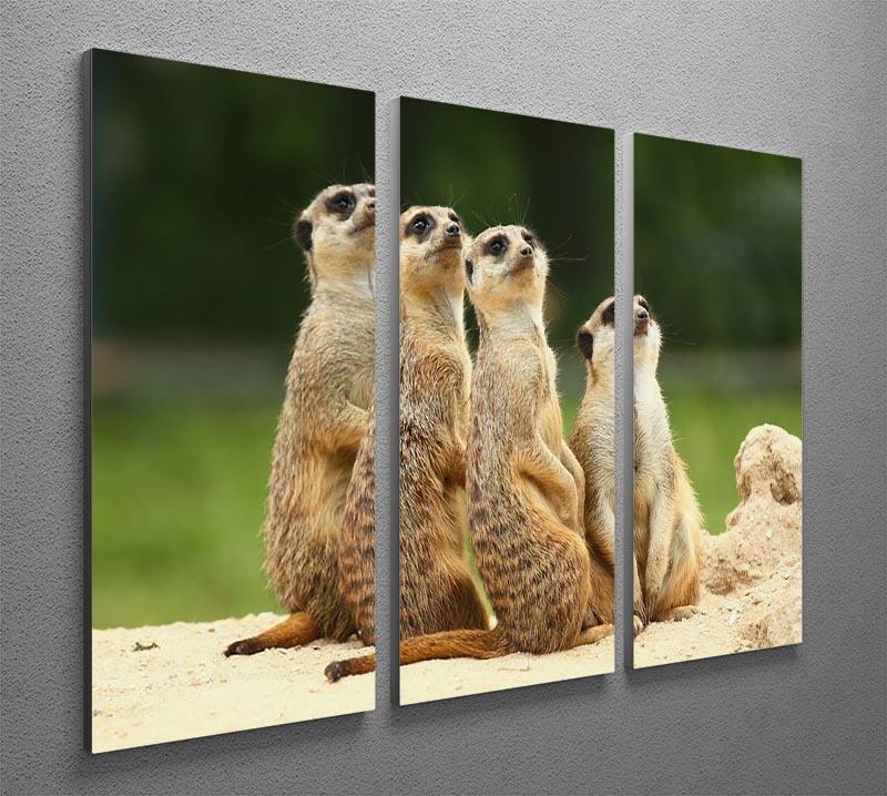 Meerkats Suricata all sit together 3 Split Panel Canvas Print - Canvas Art Rocks - 2