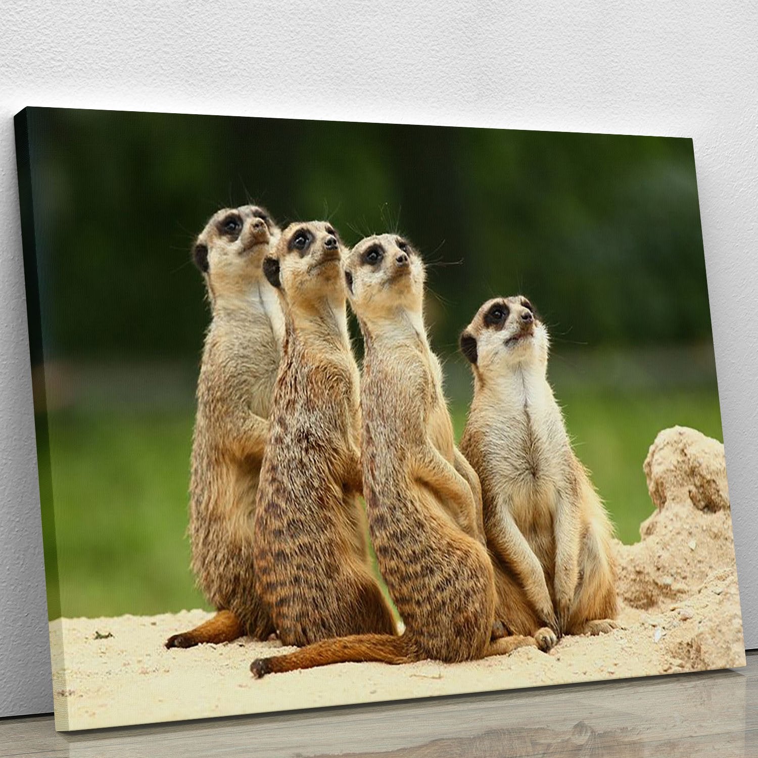 Meerkats Suricata all sit together Canvas Print or Poster