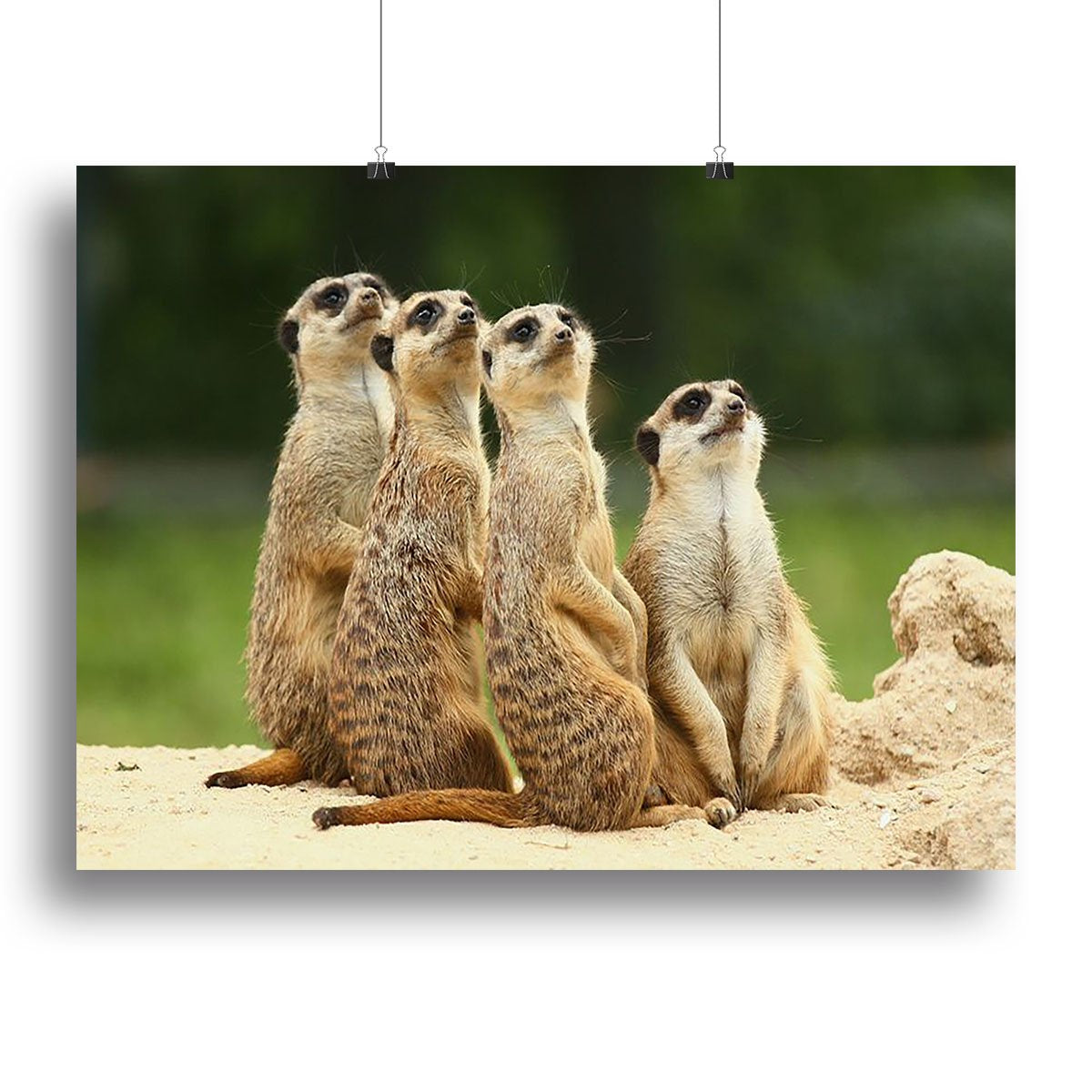 Meerkats Suricata all sit together Canvas Print or Poster