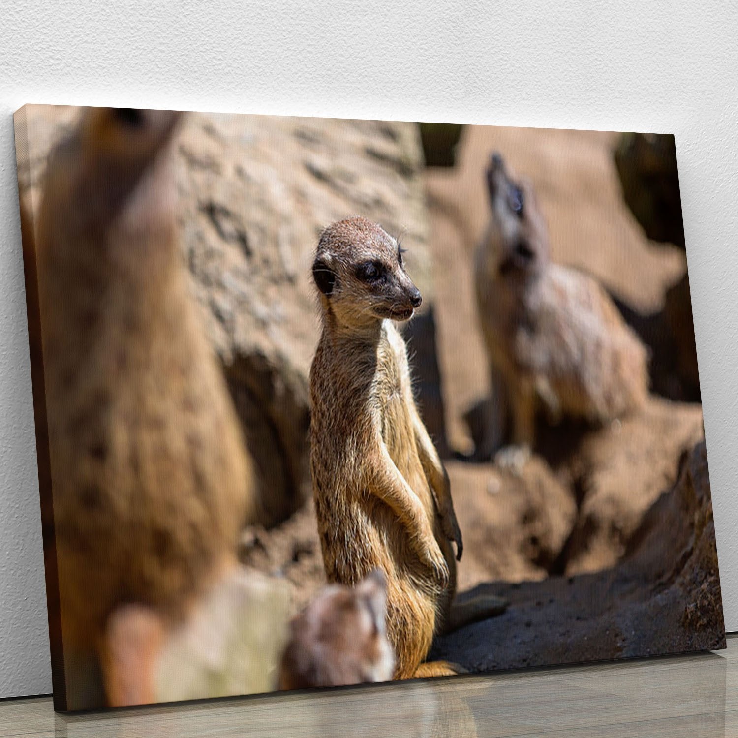 Meerkats in the wild Canvas Print or Poster