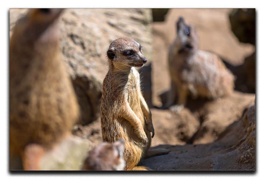 Meerkats in the wild Canvas Print or Poster - Canvas Art Rocks - 1