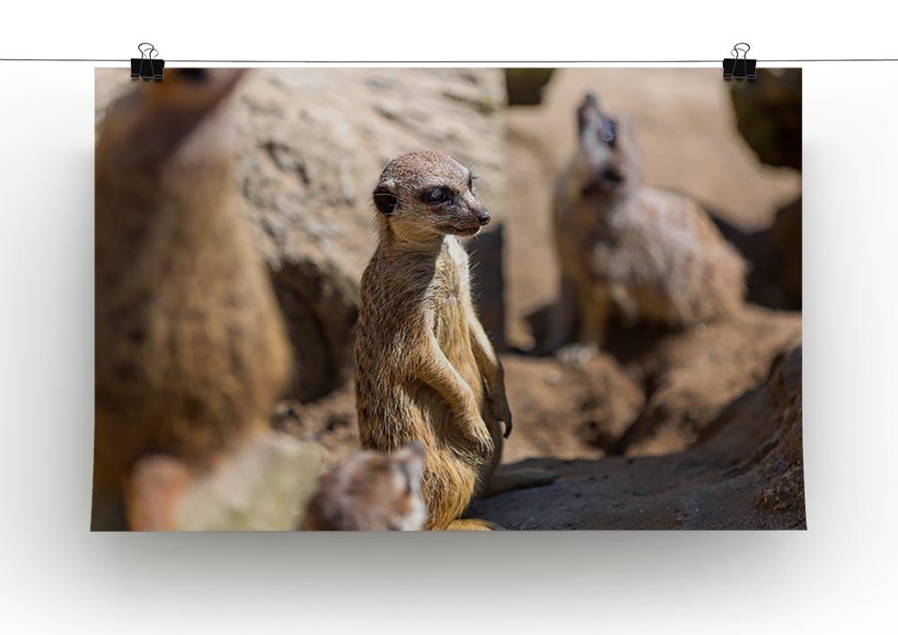 Meerkats in the wild Canvas Print or Poster - Canvas Art Rocks - 2