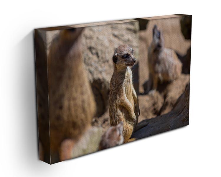 Meerkats in the wild Canvas Print or Poster - Canvas Art Rocks - 3