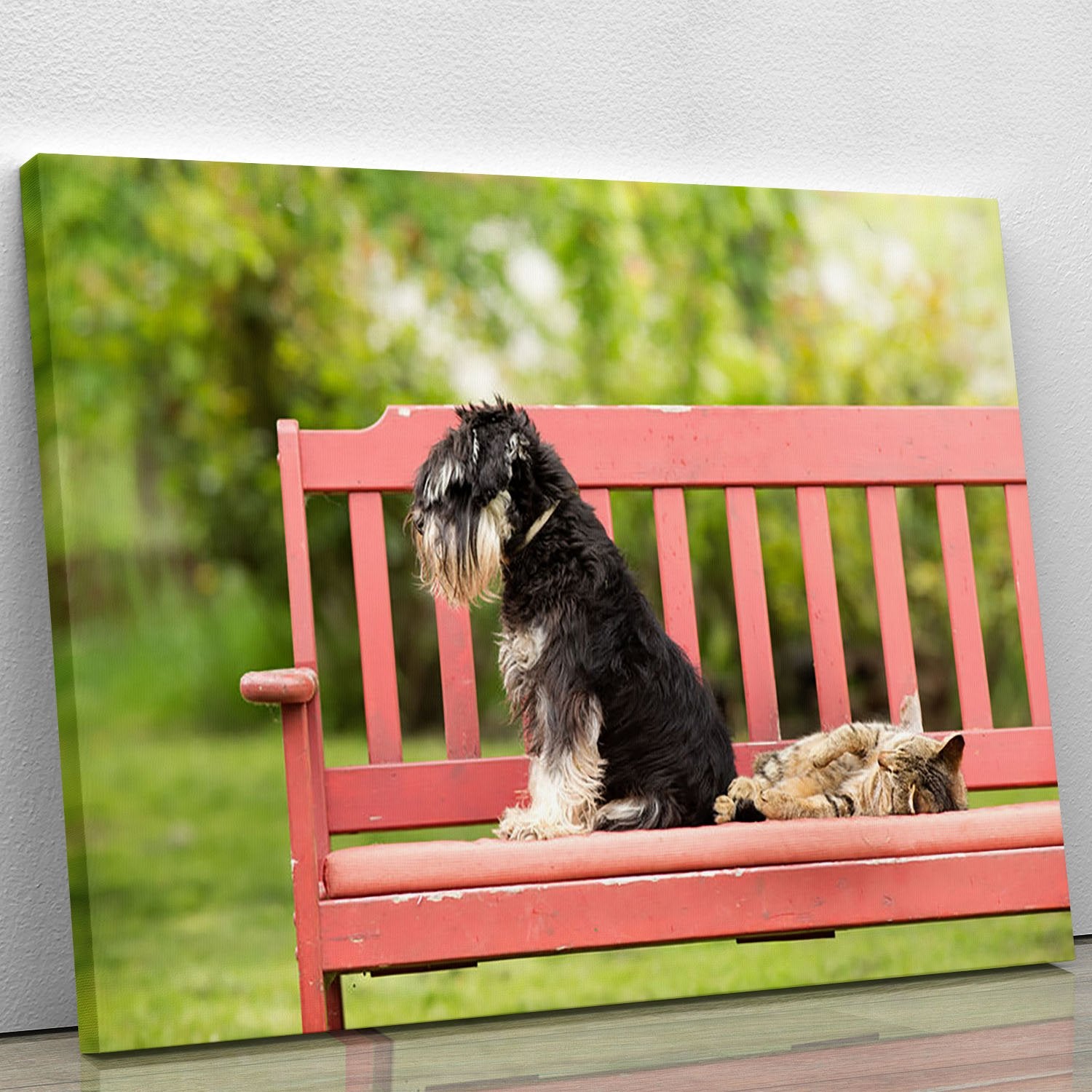 Miniature schnauzer turned back to its cat friend Canvas Print or Poster
