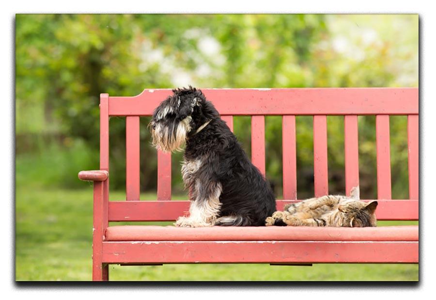 Miniature schnauzer turned back to its cat friend Canvas Print or Poster - Canvas Art Rocks - 1