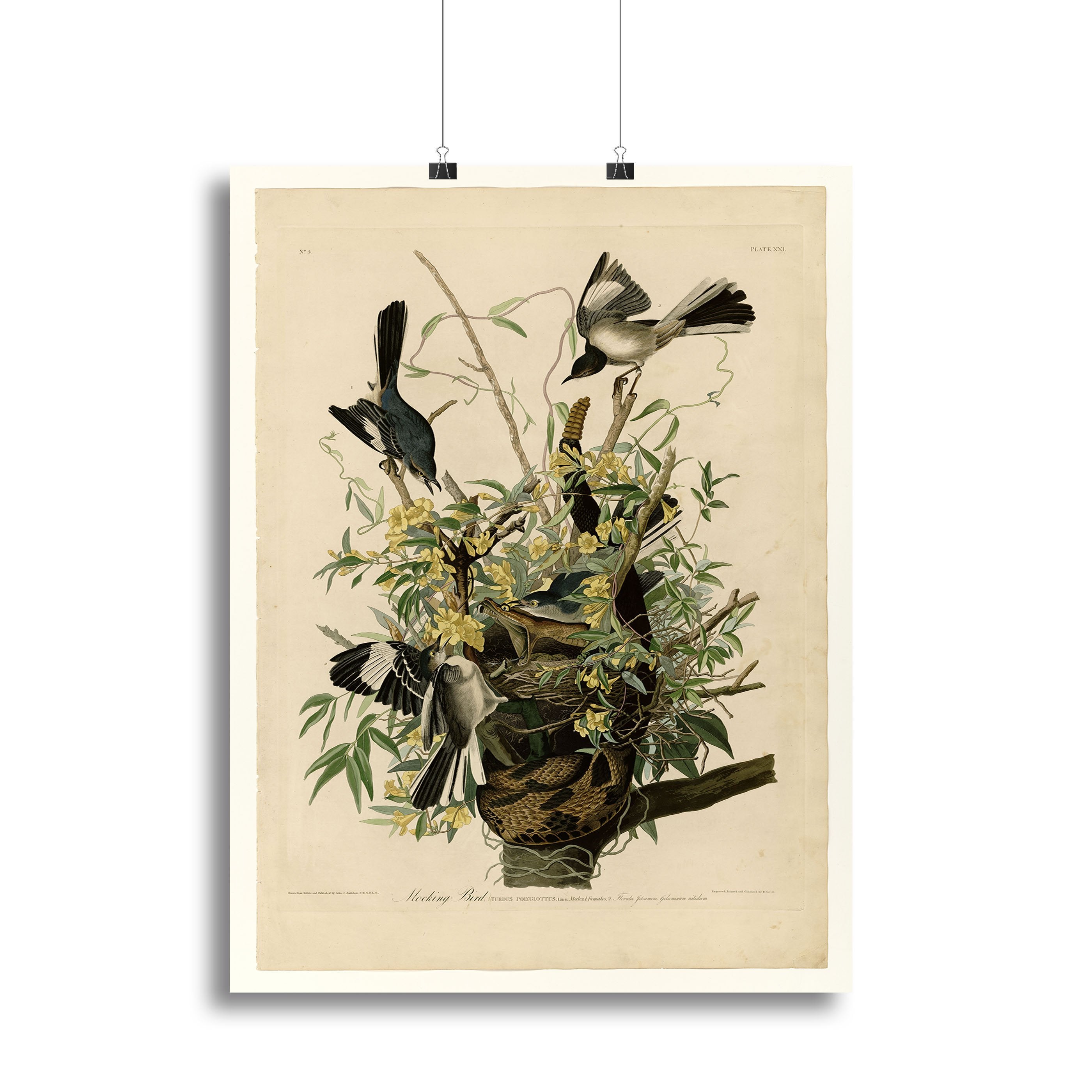 Mocking Bird by Audubon Canvas Print or Poster