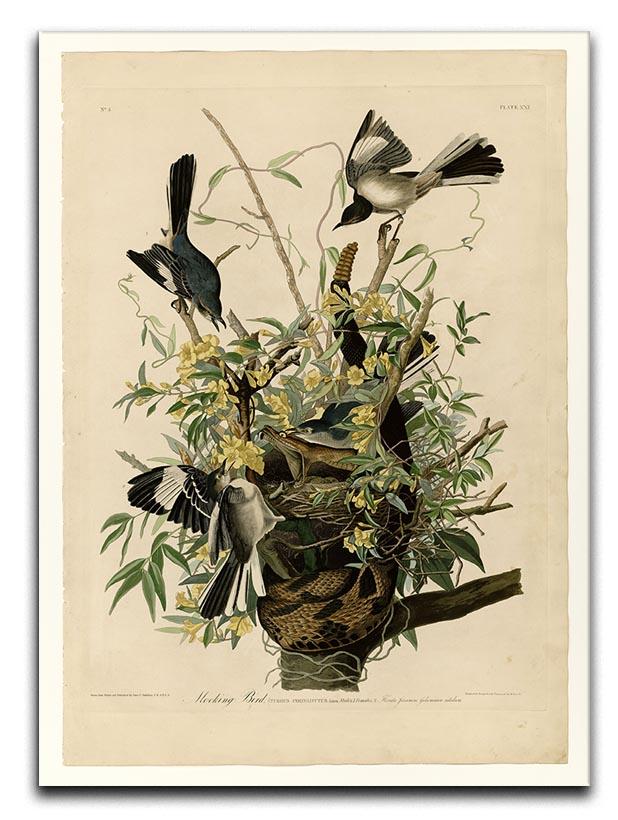 Mocking Bird by Audubon Canvas Print or Poster - Canvas Art Rocks - 1