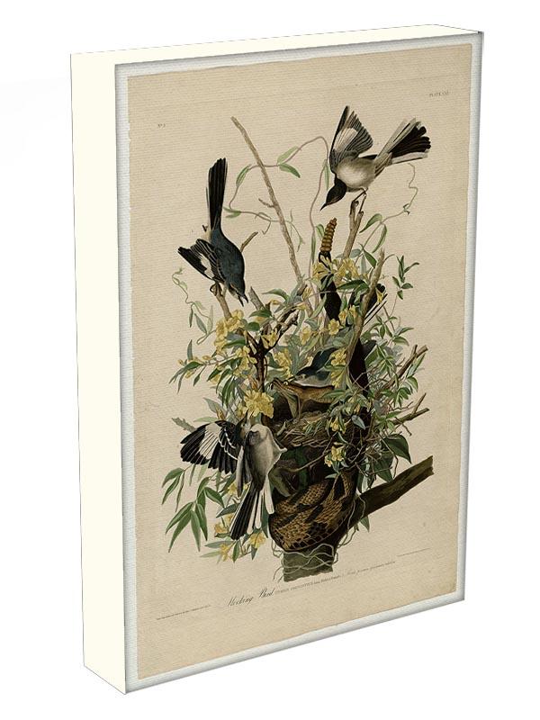 Mocking Bird by Audubon Canvas Print or Poster - Canvas Art Rocks - 3
