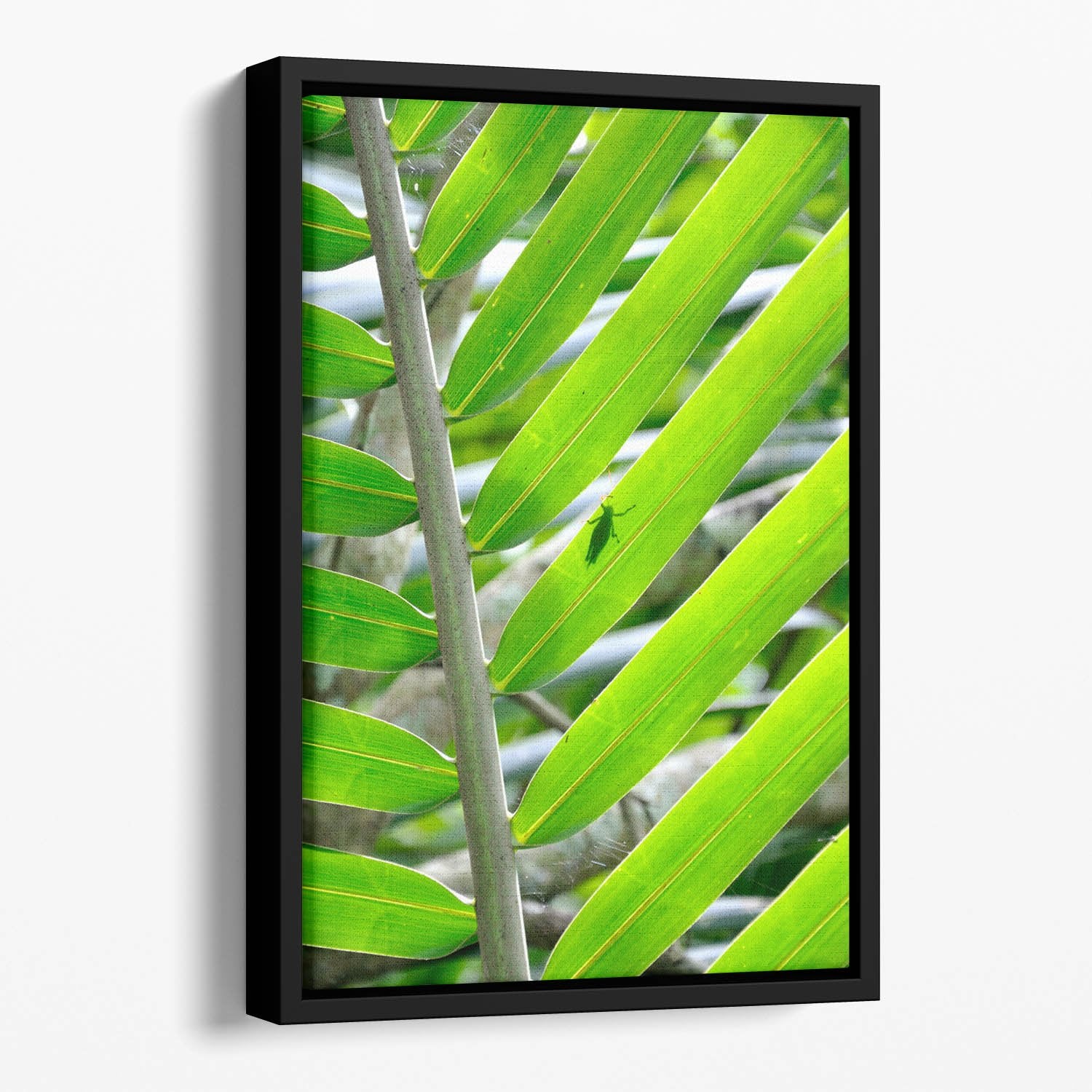 Morning in the forest Floating Framed Canvas