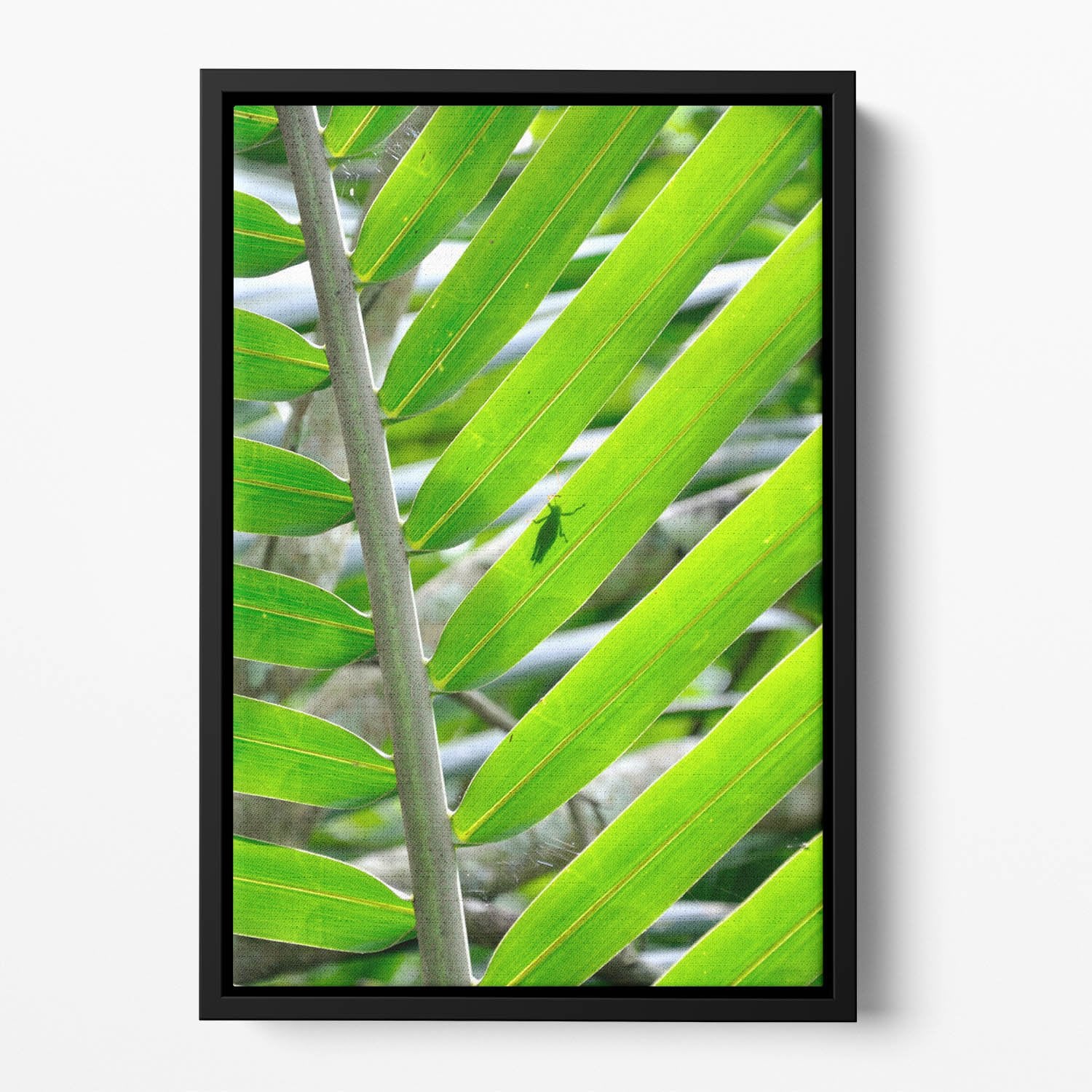 Morning in the forest Floating Framed Canvas