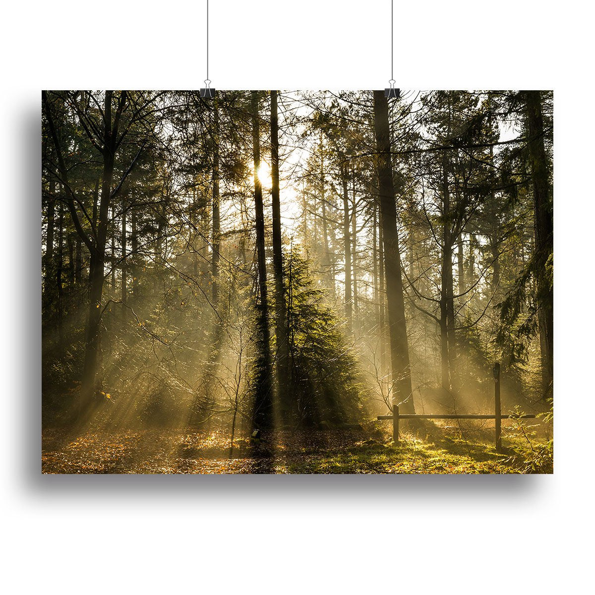 Morning sun in the forrest Canvas Print or Poster
