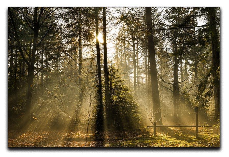 Morning sun in the forrest Canvas Print or Poster  - Canvas Art Rocks - 1