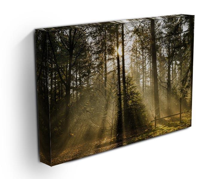Morning sun in the forrest Canvas Print or Poster - Canvas Art Rocks - 3