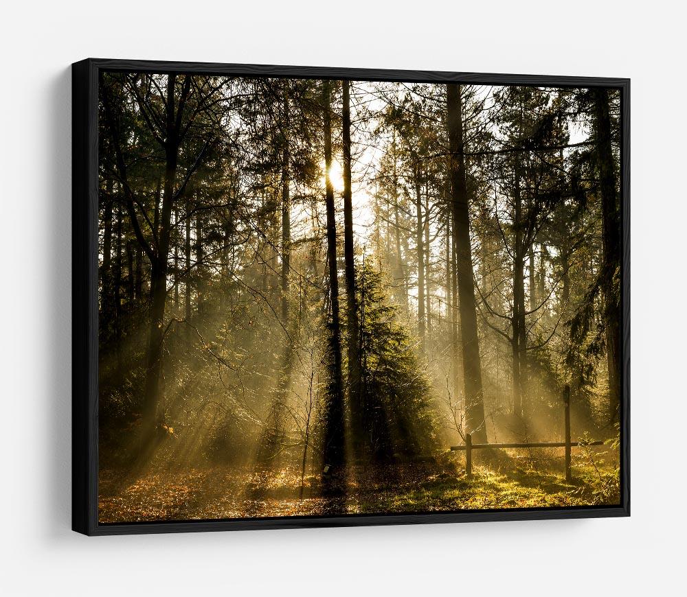 Morning sun in the forrest HD Metal Print