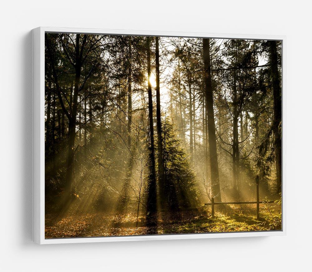 Morning sun in the forrest HD Metal Print