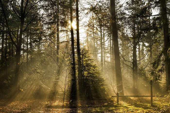 Morning sun in the forrest Wall Mural Wallpaper