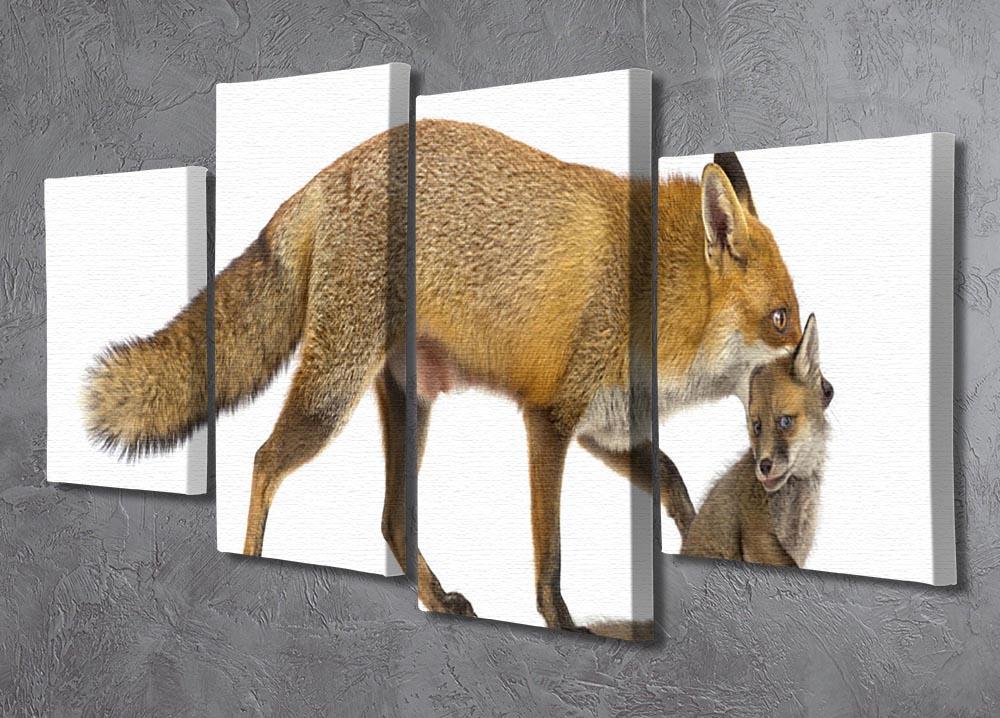 Mother fox carrying her cub 4 Split Panel Canvas - Canvas Art Rocks - 2