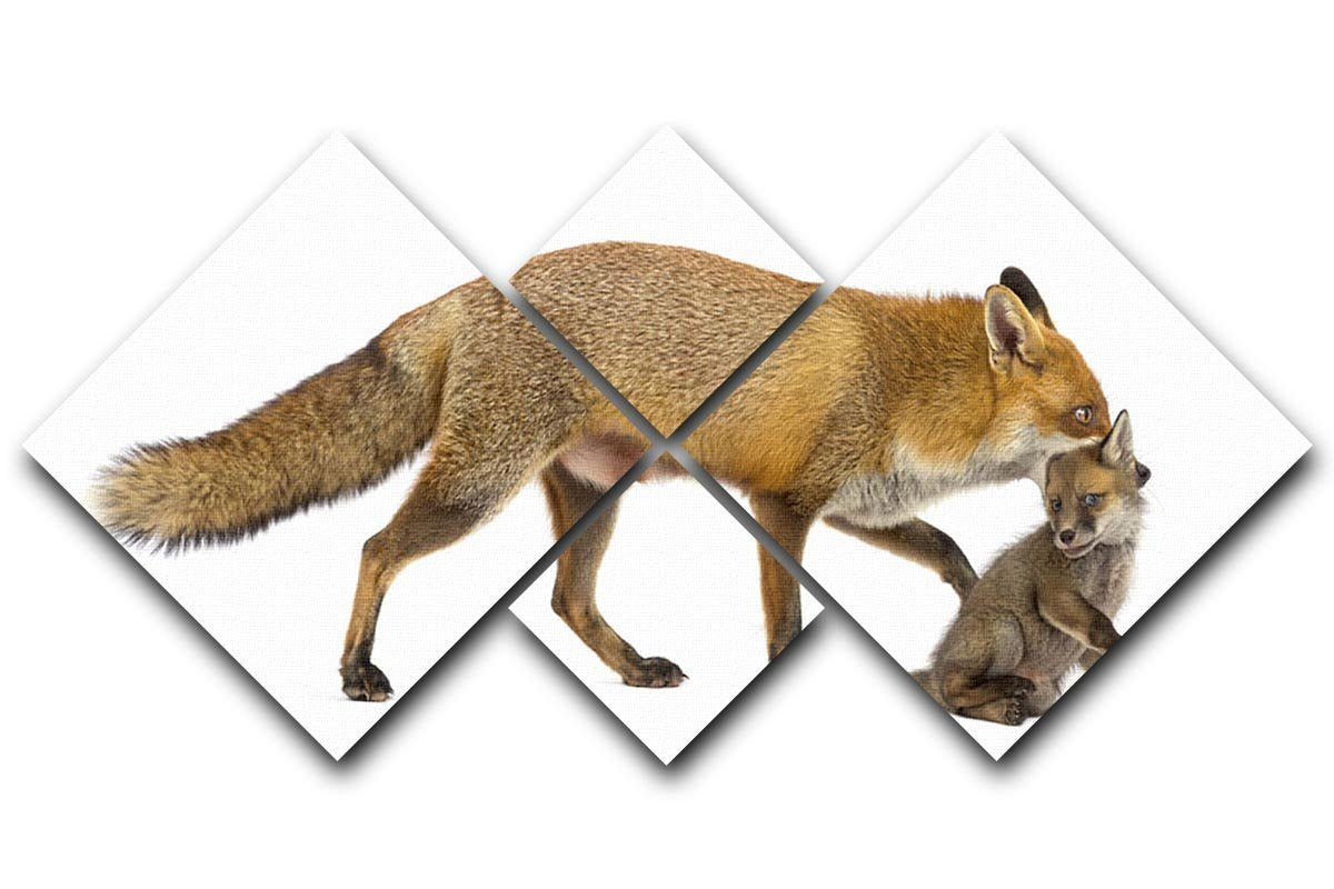 Mother fox carrying her cub 4 Square Multi Panel Canvas - Canvas Art Rocks - 1