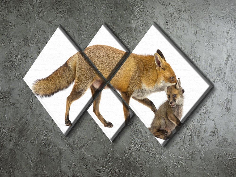 Mother fox carrying her cub 4 Square Multi Panel Canvas - Canvas Art Rocks - 2