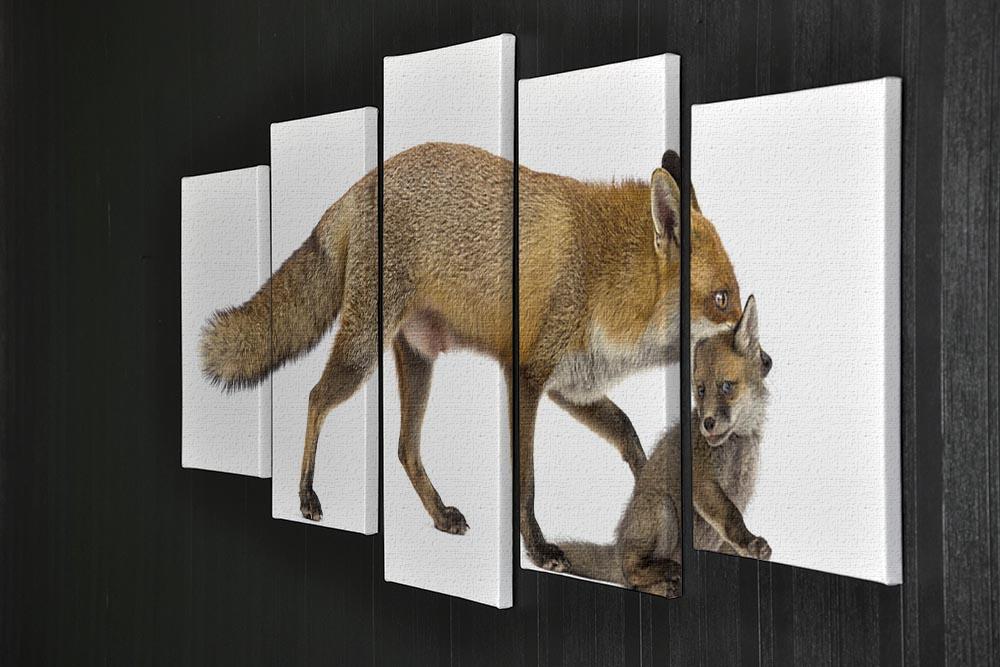Mother fox carrying her cub 5 Split Panel Canvas - Canvas Art Rocks - 2
