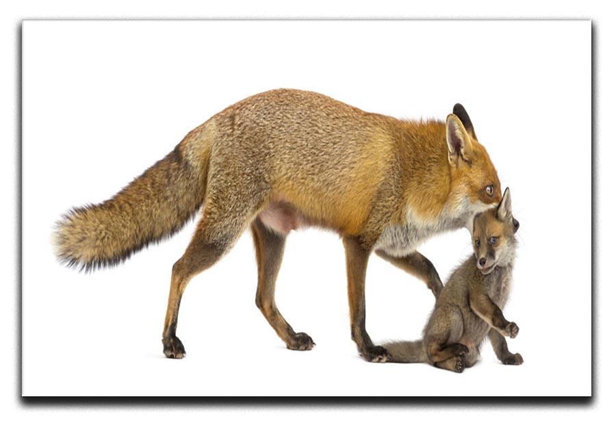 Mother fox carrying her cub Canvas Print or Poster - Canvas Art Rocks - 1