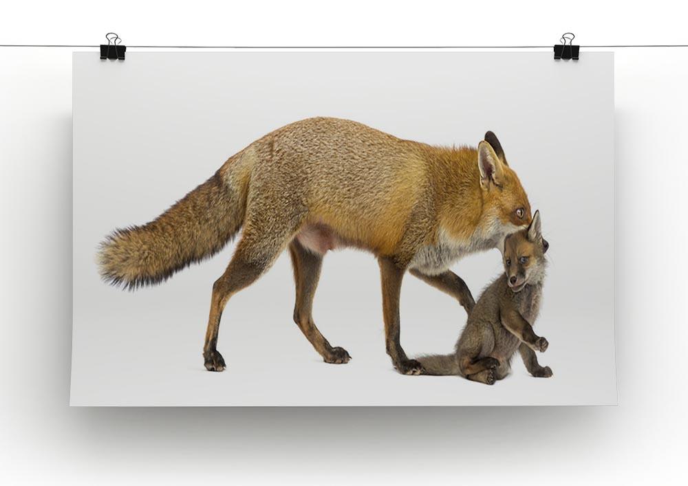 Mother fox carrying her cub Canvas Print or Poster - Canvas Art Rocks - 2