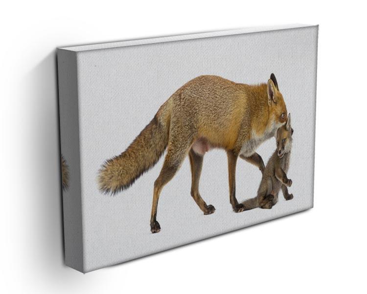 Mother fox carrying her cub Canvas Print or Poster - Canvas Art Rocks - 3