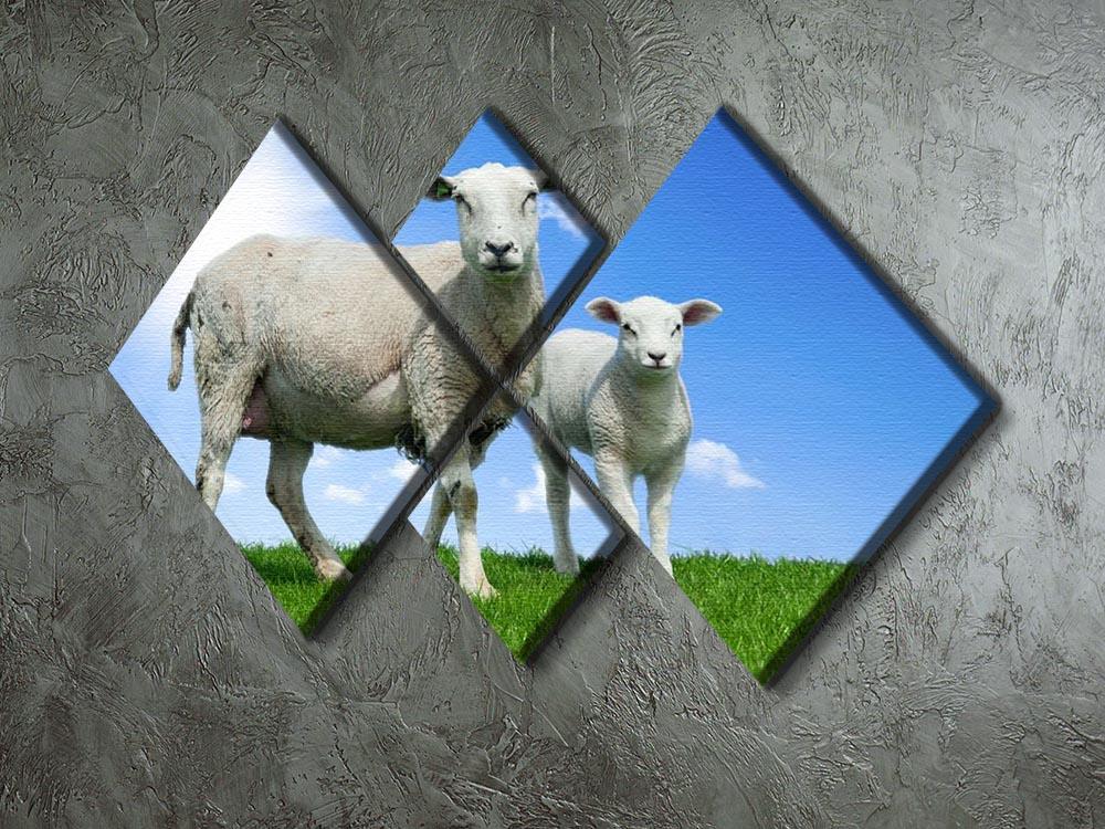 Mother sheep and her lamb in spring 4 Square Multi Panel Canvas - Canvas Art Rocks - 2