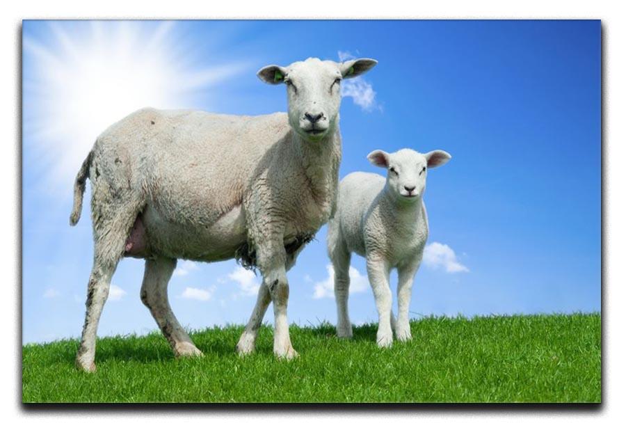 Mother sheep and her lamb in spring Canvas Print or Poster - Canvas Art Rocks - 1
