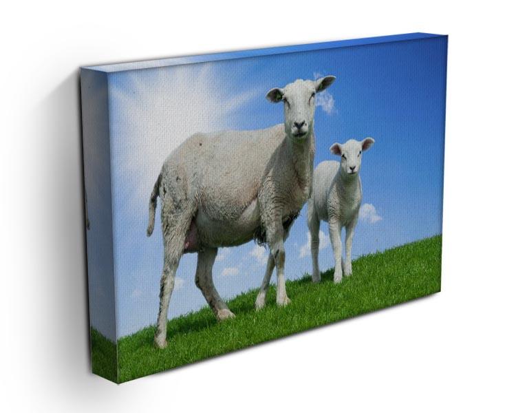 Mother sheep and her lamb in spring Canvas Print or Poster - Canvas Art Rocks - 3