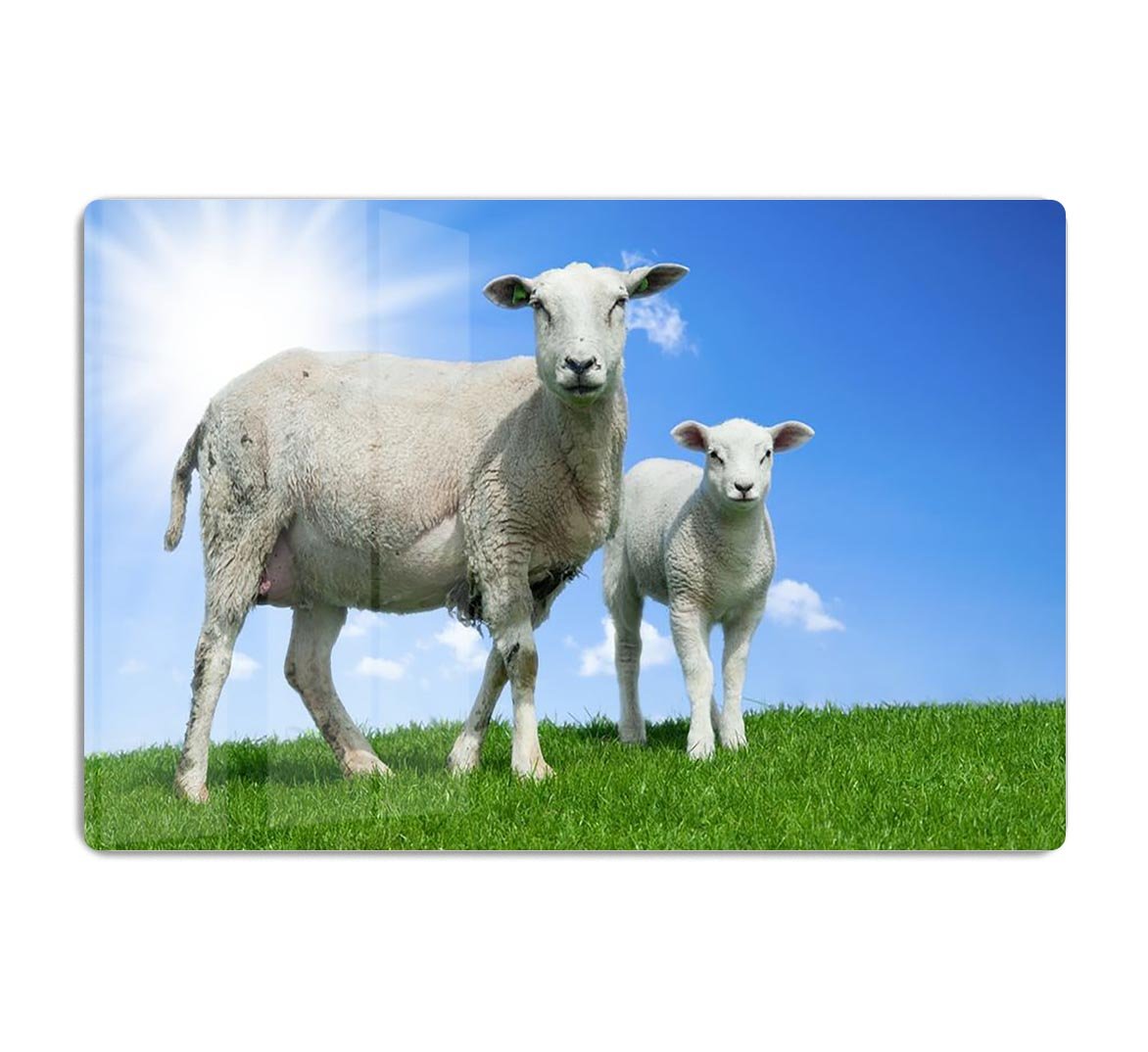 Mother sheep and her lamb in spring HD Metal Print - Canvas Art Rocks - 1