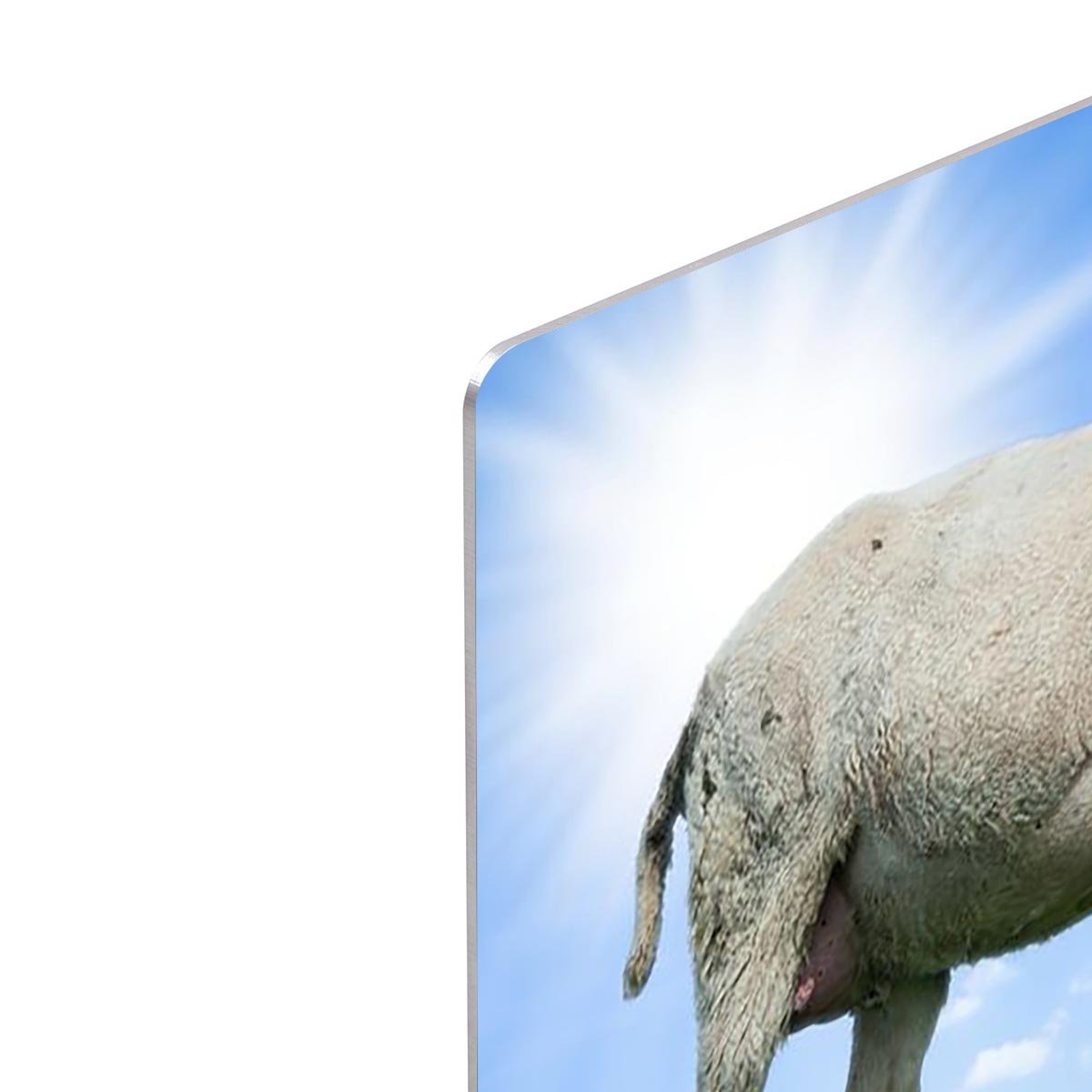 Mother sheep and her lamb in spring HD Metal Print - Canvas Art Rocks - 4