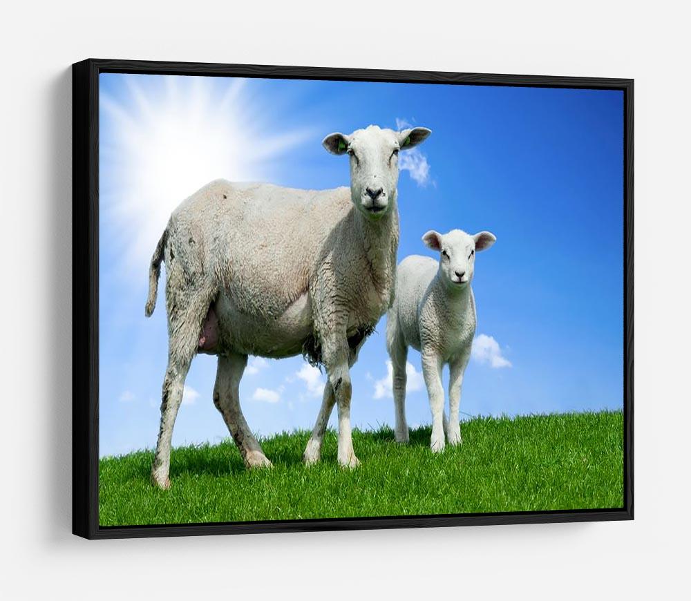 Mother sheep and her lamb in spring HD Metal Print - Canvas Art Rocks - 6